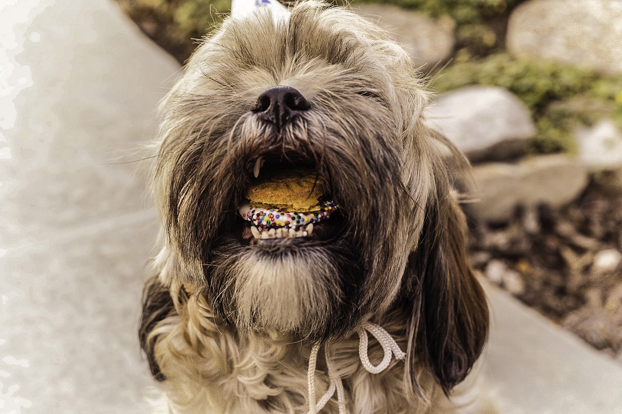 Exploring the Unique Traits of the Shih Tzu